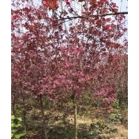 美國(guó)紫葉紅櫨基地