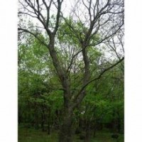 原生15公分20公分25公分黃連木產(chǎn)地報價