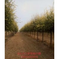 供應(yīng)嫁接金葉榆4公分6公分8公分10公分15公分