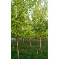 金葉復(fù)葉槭5公分6公分8公分10公分12公分