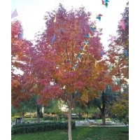 秋紫白蠟6cm-11cm