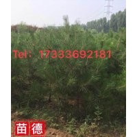 京津冀廊坊德正 供應(yīng)3000棵2.5m油松