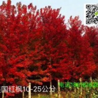 美國紅楓銀紅槭