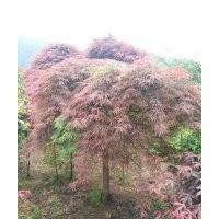 專供紅豆杉，紅楓，青楓，雞爪槭，垂絲海棠，櫻花，紅梅，茶花，