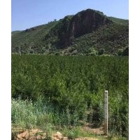 樟子松、油松