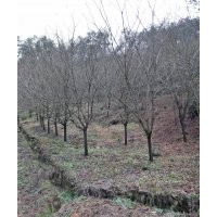 供應(yīng)精品雞爪槭紅楓7-28公分櫻花海棠桂花紅梅羽毛楓