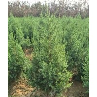 塔檜，沙地柏低價(jià)出售