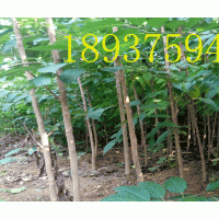 提供直徑4-7公分杜仲樹苗，千棵左右