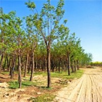 保定市博野縣香花槐大樹(shù)