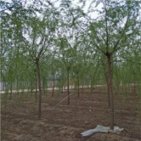 河北保定柳樹(shù)