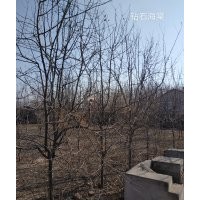 鉆石海棠，花楸，紫葉稠李