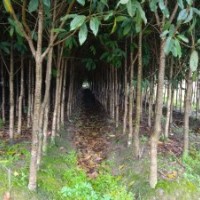 大量供應(yīng)桂花（朱砂桂）