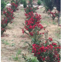 叢生紫薇 - 優(yōu)質(zhì)商品價格叢生紫薇根系發(fā)達(dá),農(nóng)戶直銷多分枝叢生紫