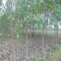 最新5-15公分楊樹苗楓楊價格表及基地實拍圖