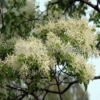 便宜、實(shí)用的流蘇該選擇哪家