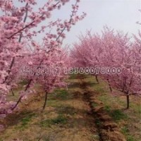 美人梅產(chǎn)地直銷2-12公分貨源，都是質(zhì)量好的低價(jià)苗