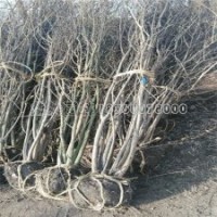 質(zhì)量好的叢生紫薇哪里能買得到？