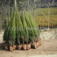 50-300蜀檜的裝車價(jià)格