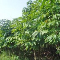 現(xiàn)在七葉樹報價批發(fā)銷售15公分七葉樹