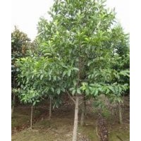 一年生含笑報(bào)價(jià)15公分含笑基地南京含笑產(chǎn)地