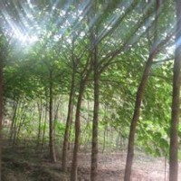 25公分優(yōu)質(zhì)欒樹報價叢生報價