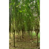 河北西府海棠 保定西府海棠 定興縣西府海棠3-7公分