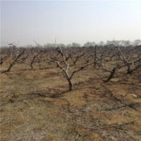 12公分桃樹的價(jià)格表