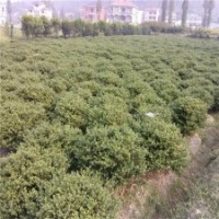 冠幅60公分龜甲冬青球，現(xiàn)價16元