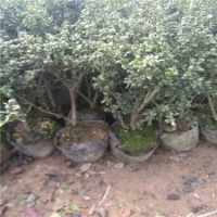 一年生龜甲冬青苗的價格