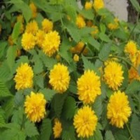 春季棣棠小苗多少錢一棵