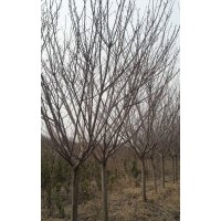 大量出售櫻花3-15公分，手機(jī)15966192988