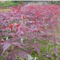 供雞爪槭紅楓紅葉石楠櫻花紅葉李紅梅羅漢松三角楓