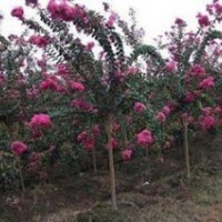 供應(yīng)紫薇，各種顏色紫薇，各種規(guī)格紫薇