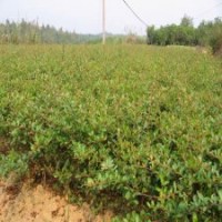 冠幅120公分火棘球價格58元一棵