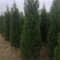 江蘇塔柏基地180公分塔柏的報(bào)價(jià)