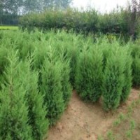 求購精品圓柏苗_江蘇基地_一手苗源_