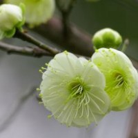 綠梅、紅梅、臘梅的報價