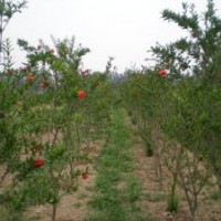 2-8公分花石榴的市場價格