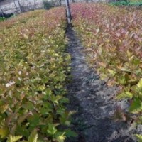 獨桿丁香樹的批發(fā)價格