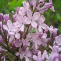 8公分丁香基地大量貨源，保質(zhì)保量