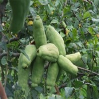 哪里供應(yīng)的木瓜海棠？