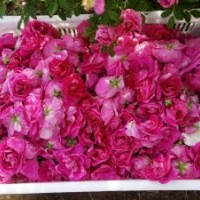 管理粗放，耐寒耐澇耐鹽堿耐旱易管理食用多季綠化玫瑰苗