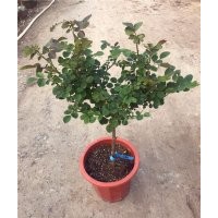 棒棒糖月季基地批發(fā)價(jià)格，