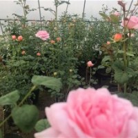 棒棒糖月季瑞典女王微型樹玫瑰