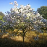 供應(yīng)大規(guī)格雞爪槭紅梅紅楓櫻花海棠