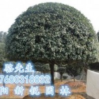 湖南桂花、新銳園林周年慶推出有史以來(lái)精品桂花直銷