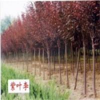 基地直銷 紫葉李樹苗 紅葉李樹苗 12公分紫葉李樹 規(guī)格全