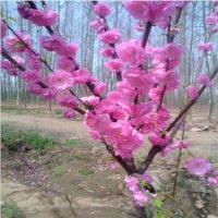 基地直銷綠化苗木碧桃苗庭院美化苗木