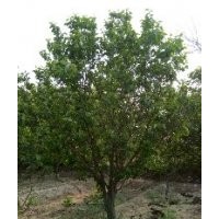 精品八棱海棠價格 八棱海棠限量批發(fā)低于市場價格