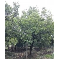 湖北精品香泡香櫞柚子樹